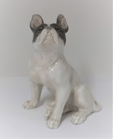 Königliches Kopenhagen. Porzellanfigur. Französische Bulldogge. Modell 1452-956. 
Höhe 16,5 cm. Produziert vor 1923. (1 wahl)