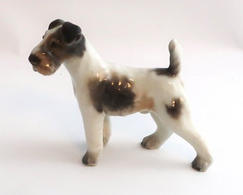 Dahl Jensen. Porcelain figure. Rough-haired Fox terrier. Model 1118. Height 8.5 
cm. (1 quality)