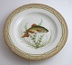 Royal Copenhagen. Fauna Danica. Fish Plate. Dinner plate. Model # 19 - 3549. Diameter 25 cm. (1 quality). Leucisens erythrophthalmus